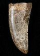 Tyrannosaur Tooth - Two Medicine Formation #14750-1